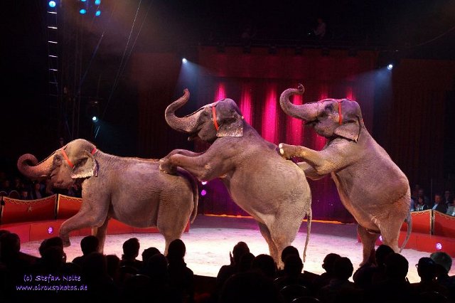 0085Heilbronner Weihnachtscircus2012(c)Stefan Nolte-www.circusphotos.de resized resized